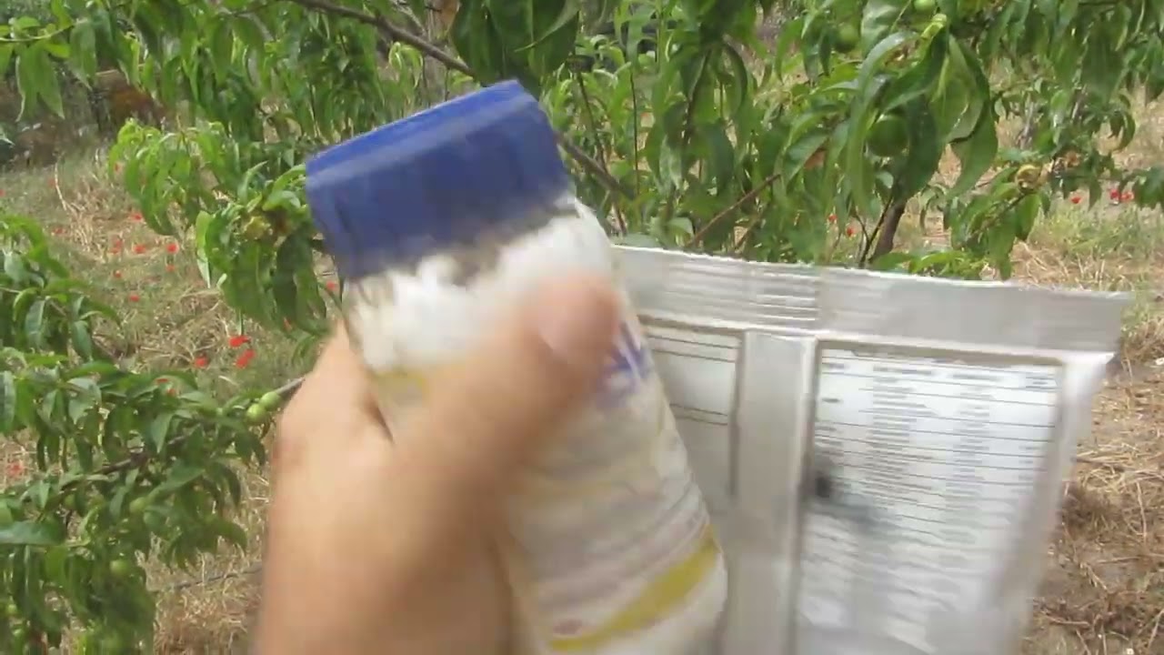 Yaprak biti - Şeftali yaprak biti