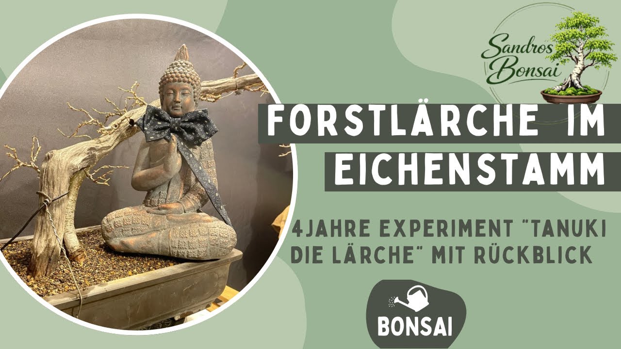 Hält die Beziehung? Projekt Tanuki Lärche - nach 4 Jahren im Eichenstamm
