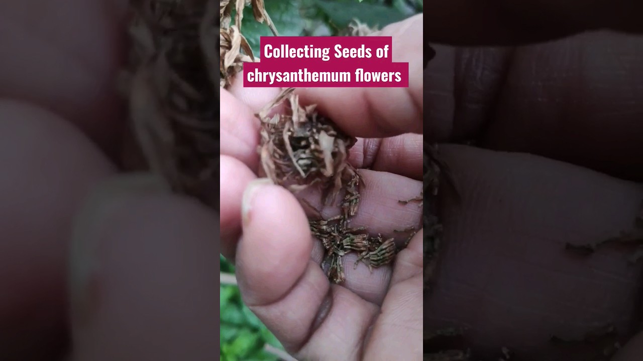 Collecting seeds of #chrysanthemum flowers #gardening #chrysanthemumseeds #flowerseeds