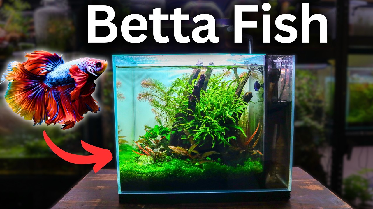 I Made an Aquarium For a STUNNING Betta Fish, Here's How!