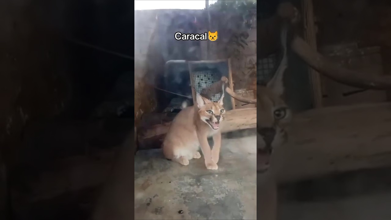 Scary Caracal😱 