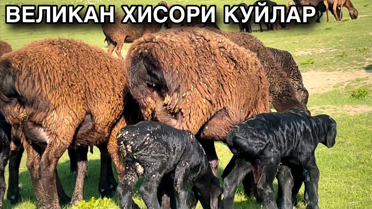 УЙДАН СОТИЛАДИ! ☎️+998 77 763 2523