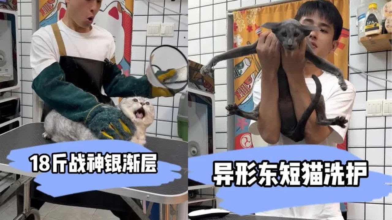 这银渐层好大的力气 真的是无敌了 #貓咪洗澡 #上門洗貓 #寵物 #萌寵 #洗澡 #貓咪