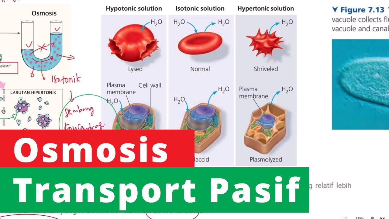 Proses Terjadinya Osmosis - Transport Pasif