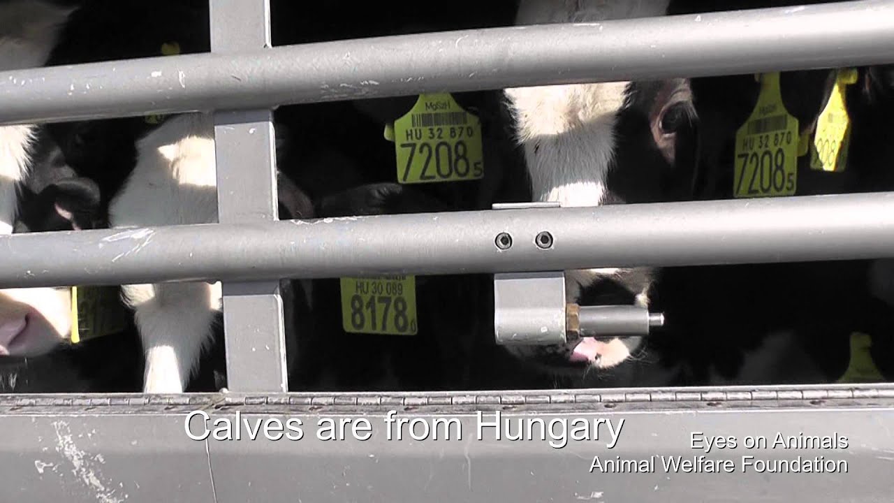 Transport Calves Turkey/Transport kalveren Turkije
