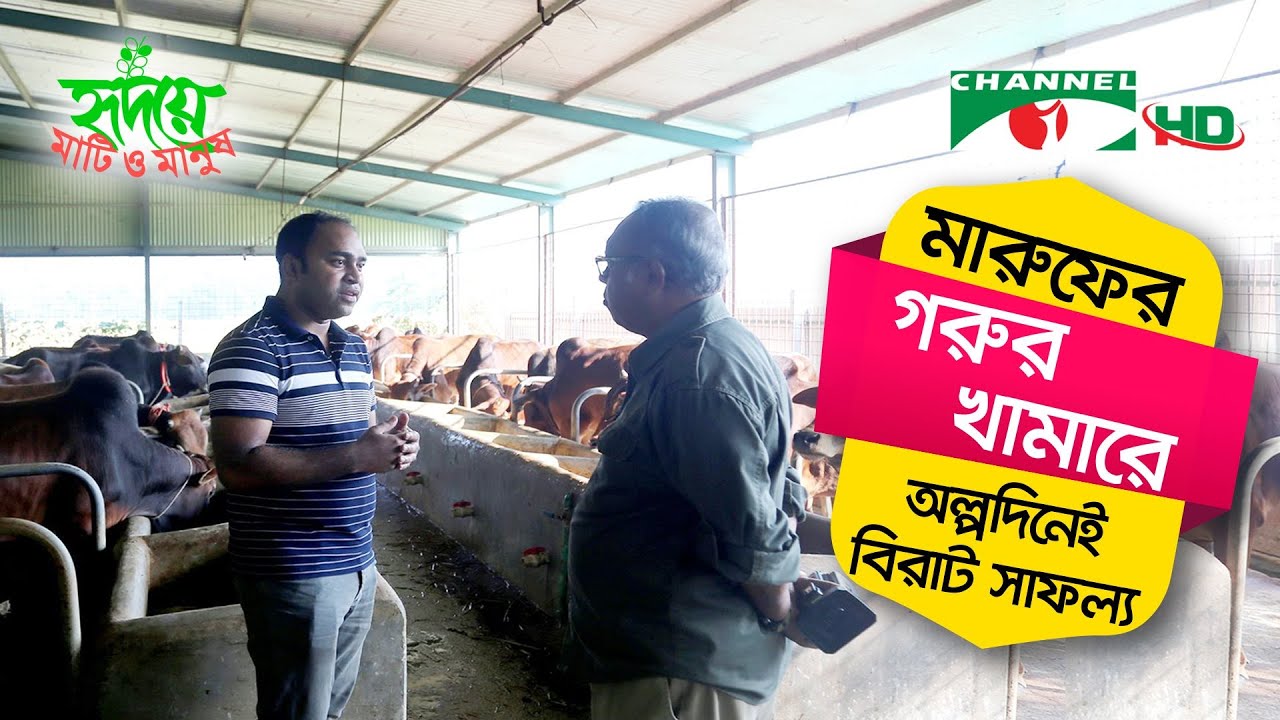 কুমিল্লার আবু রাজীব মারুফের সফল গরুর খামার | Shykh Seraj | Channel i |