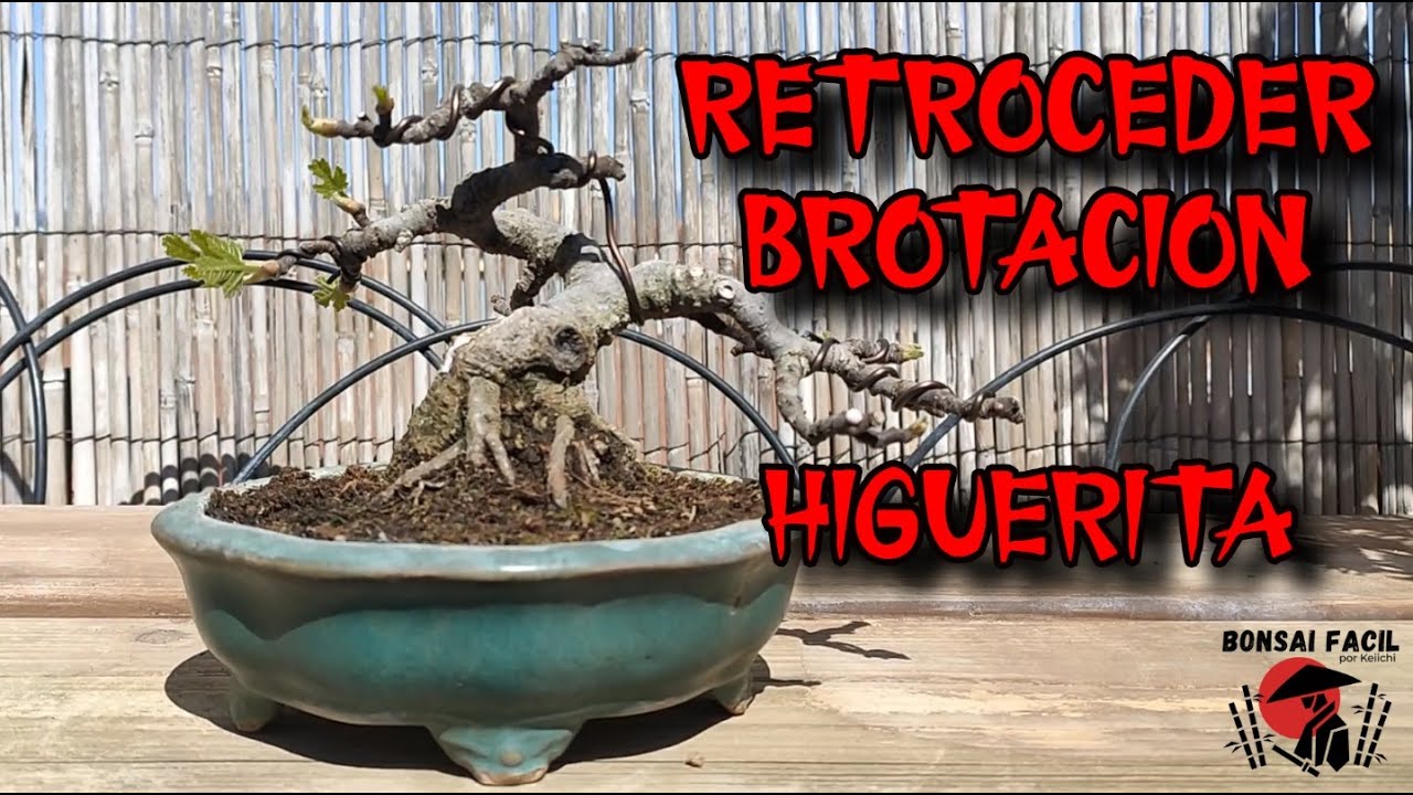 Retroceder brotacion ficus carica - Bonsai Facil