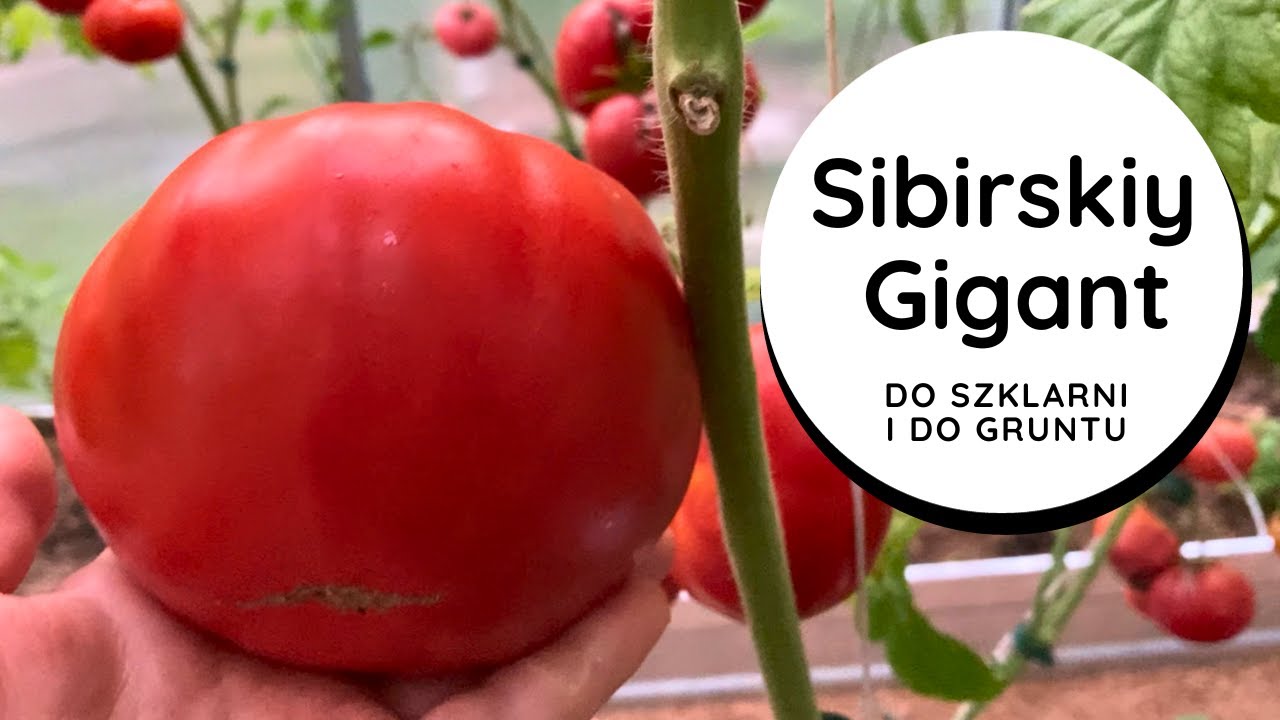 😮 ГИГАНТСКИЙ фрукт 😙👌 ВКУСНЫЙ помидор  СИБИРСКИЙ ГИГАНТ очень СОЧНЫЙ бифштекс  Вкус старых помидоров