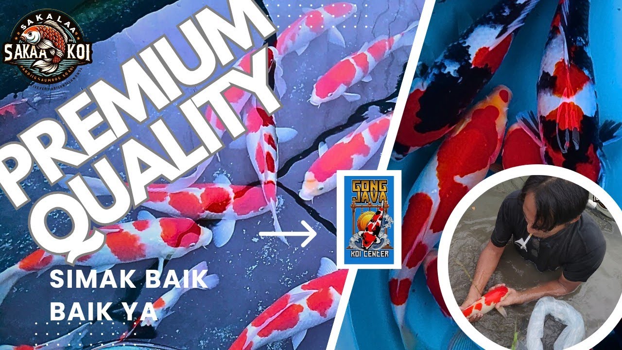 ‼️TOP JUMBO LOKAL PREMIUM , SIAPA CEPAT DIA DAPAT, IKAN HIAS KOI BLITAR ‼️