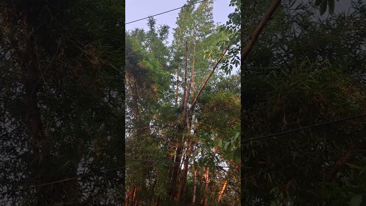#bambooplant#uttarakhand#Bambusa bambos#saturdayvibes