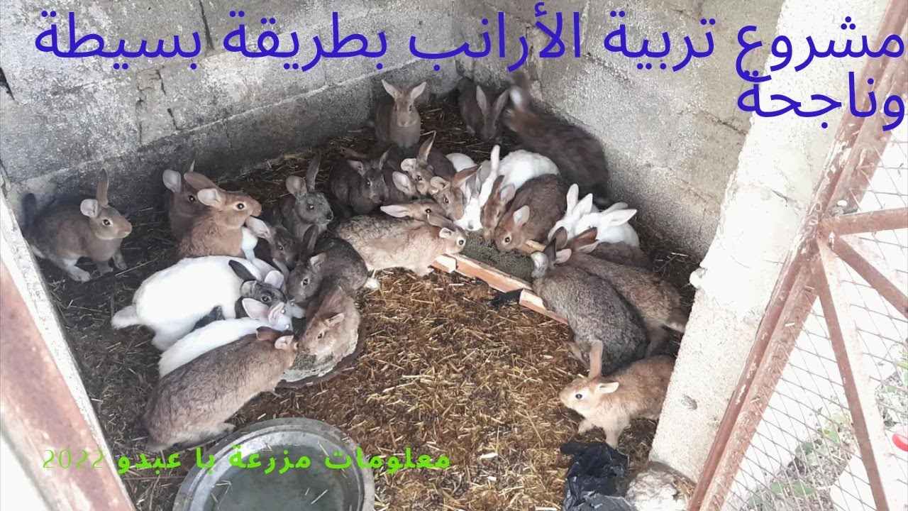 مشروع تربية الأرانب بطريقة بسيطة و ناجحة 🐇🐰🐇