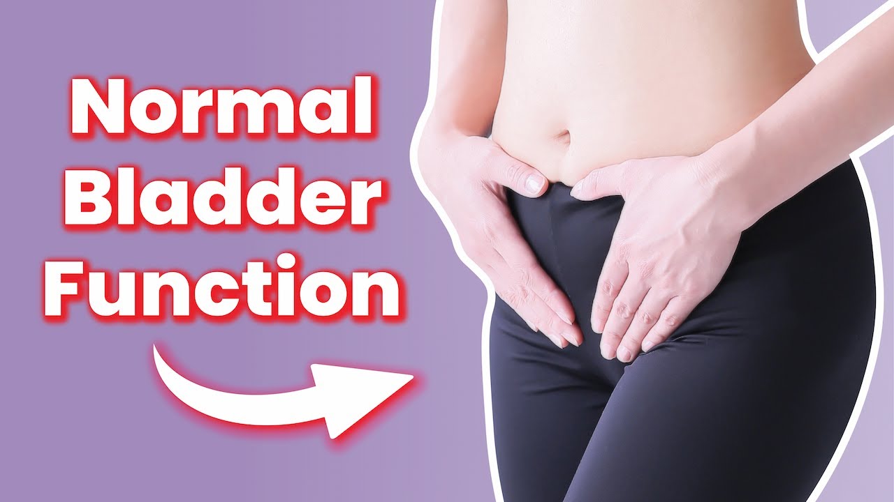 How Does a Healthy Bladder Function?