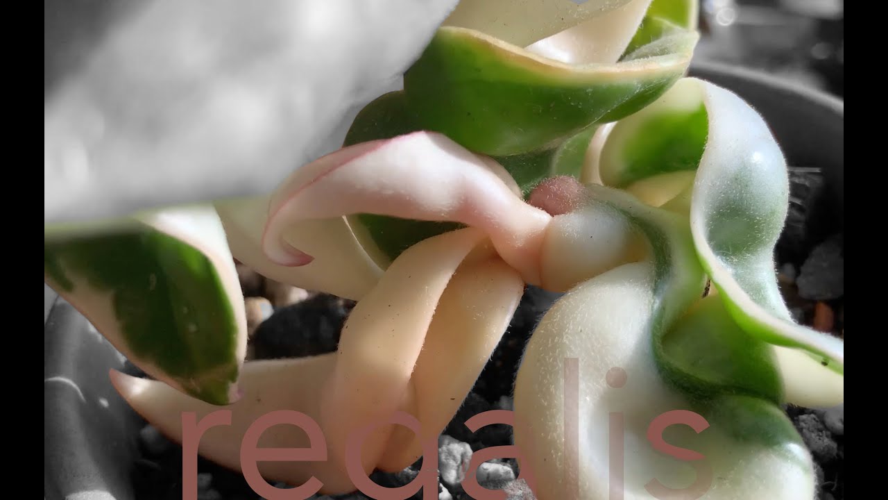 hoya compacta 'regalis' close-up