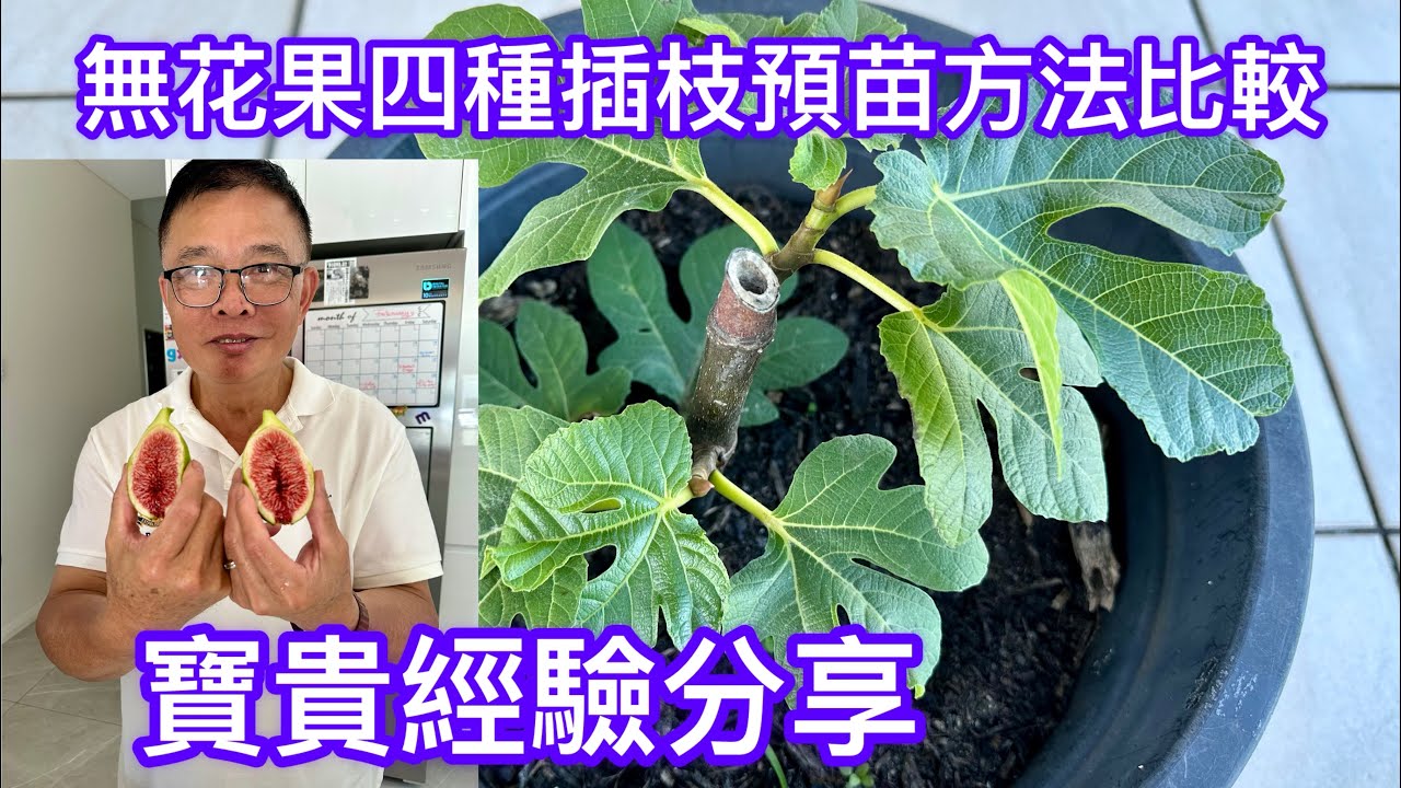 無花果四種插枝預苗方法比較，得著寶貴經驗