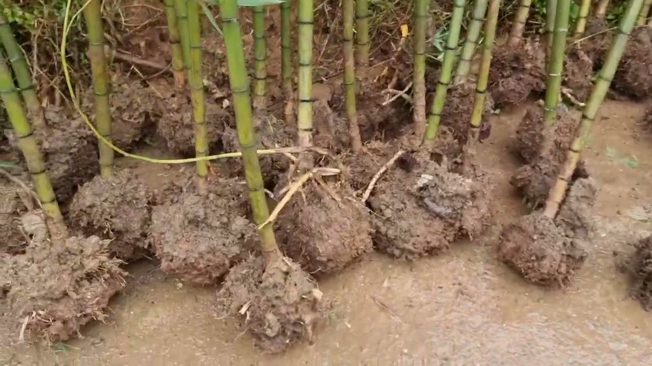 giống trúc sào 13/11/2023 SĐT0913389919
