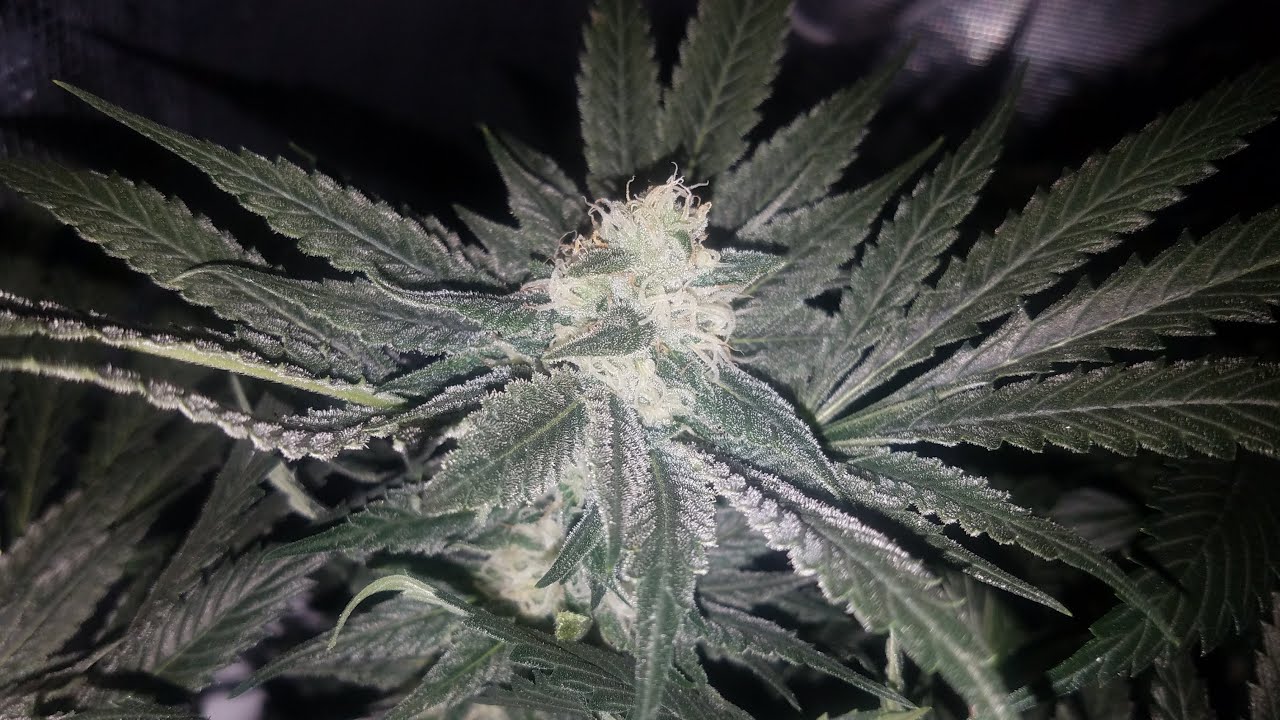 Chocolate Mint OG Grow with Mars Hydro FC 4800 - The Frosting On Top -