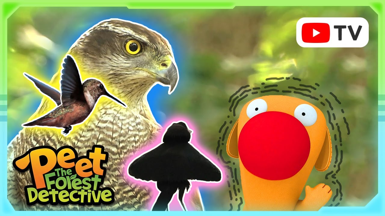 Feathered Friends: Avian Adventures | Peet The Forest Detective