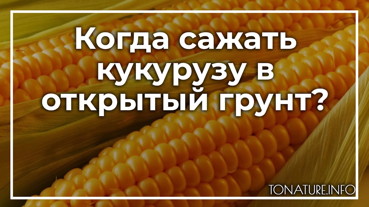 Когда сажать кукурузу в открытый грунт? | toNature.Info