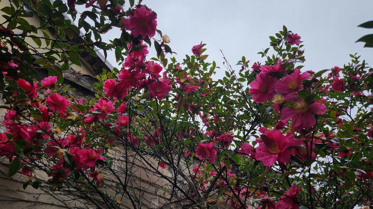 【西成】春の前の寒さ！来週は少し暖かくなるかな？【淡路屋】