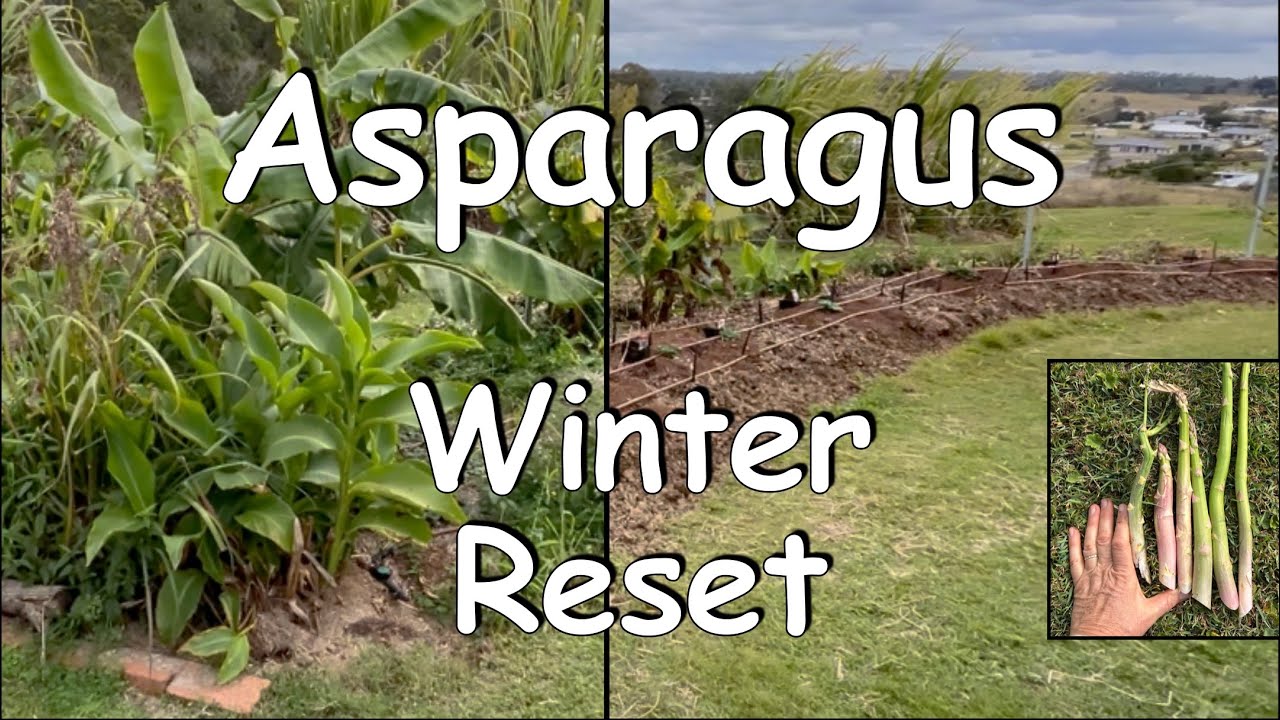 Preparing an Asparagus Bed for Spring growth
