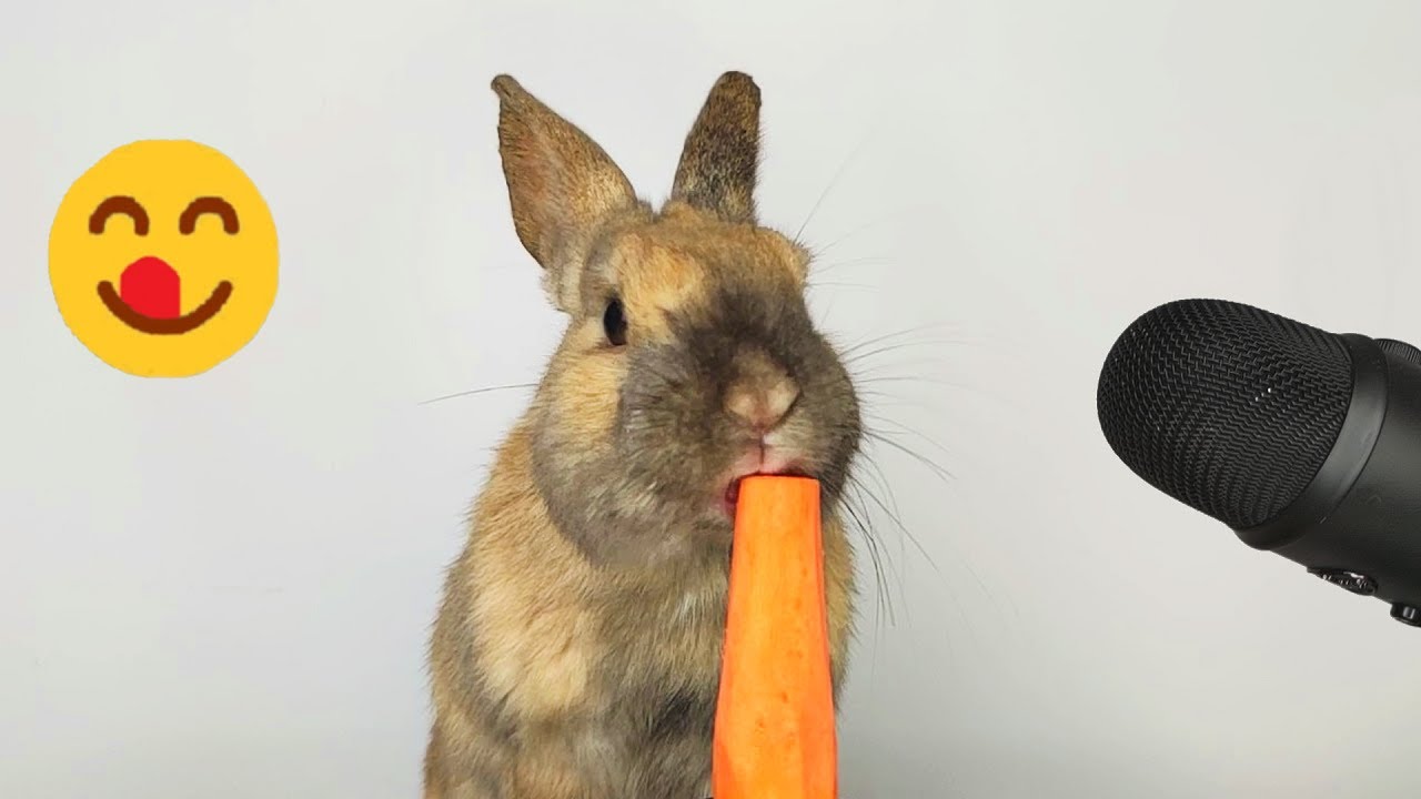 Rabbit eating Carrot ASMR