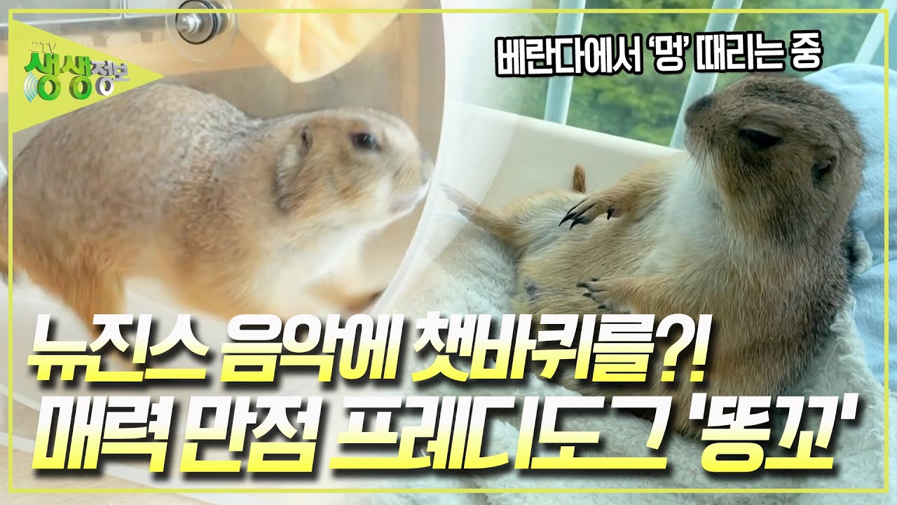 베란다에서 멍 때리다가 뉴진스 음악만 나오면 챗바퀴를 돌리는 매력만점 프레리도그 '똥꼬'를 소개합니다 [2TV 생생정보] KBS 240628 방송