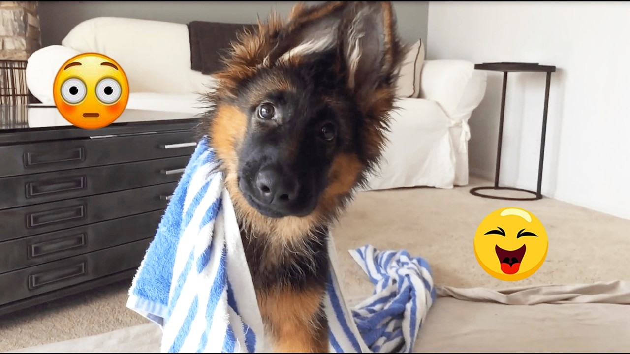 You Will Laugh So Hard Watching These Dogs 😂🐶 Best Funny Dog Moments! #4