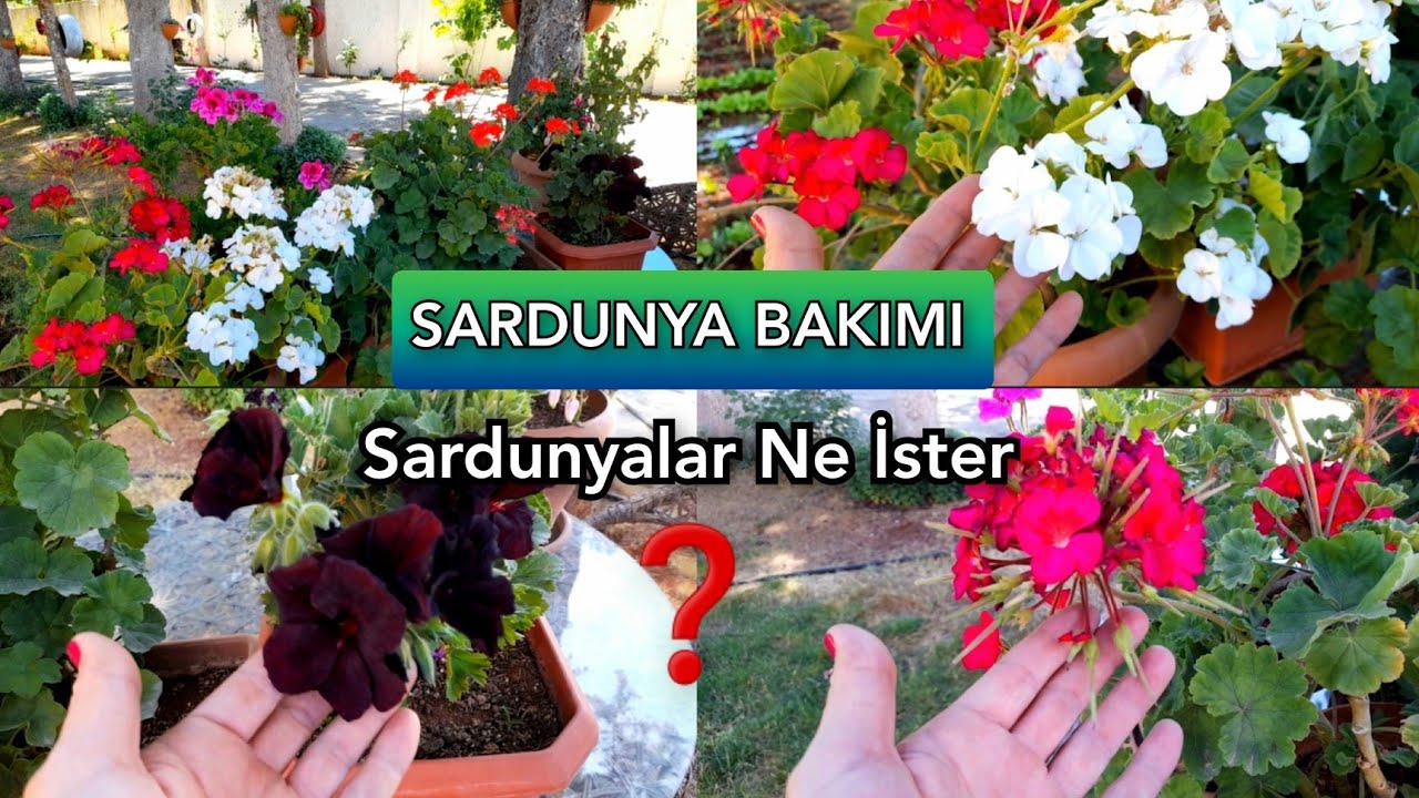 💯SARDUNYA BAKIMINA DAİR HERŞEY BU VİDEODA‼️🌹Sardunya nasıl çiçek açtırılır❓️