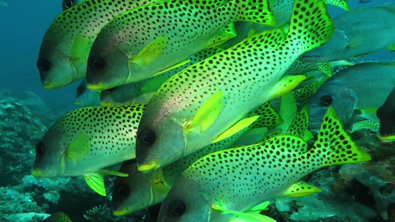Live Aboard Madagascar Diving