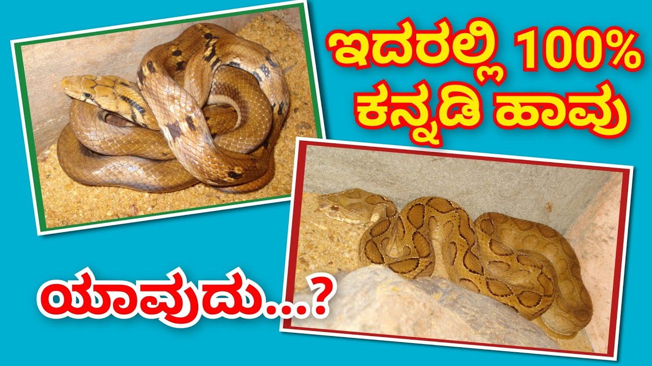 ಇದರಲ್ಲಿ 100% ಕನ್ನಡಿ ಹಾವು ಯಾವುದು? ಬನ್ನಿ ತಿಳಿಯೋಣ! 