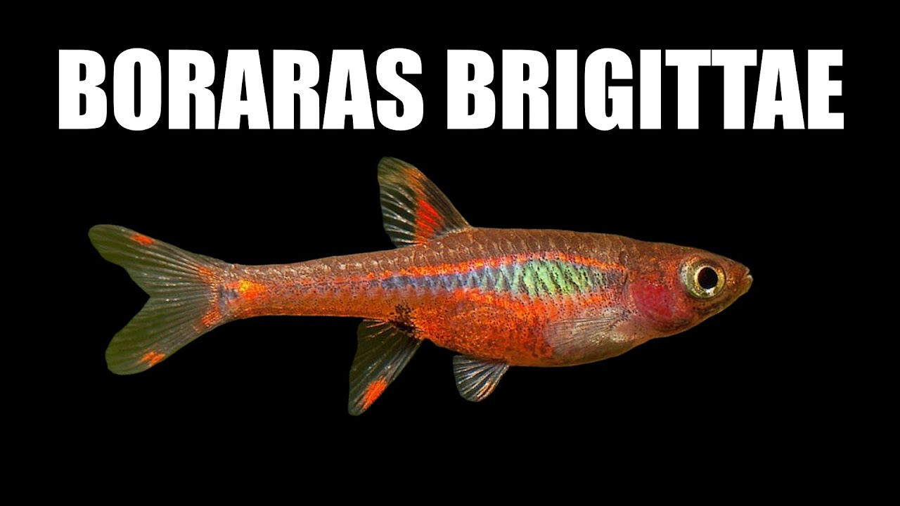 Boraras brigittae - Rasbora orné ✔