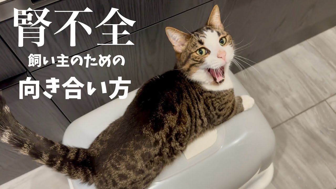猫の腎臓病対策はコレ！家でやれること徹底解説します