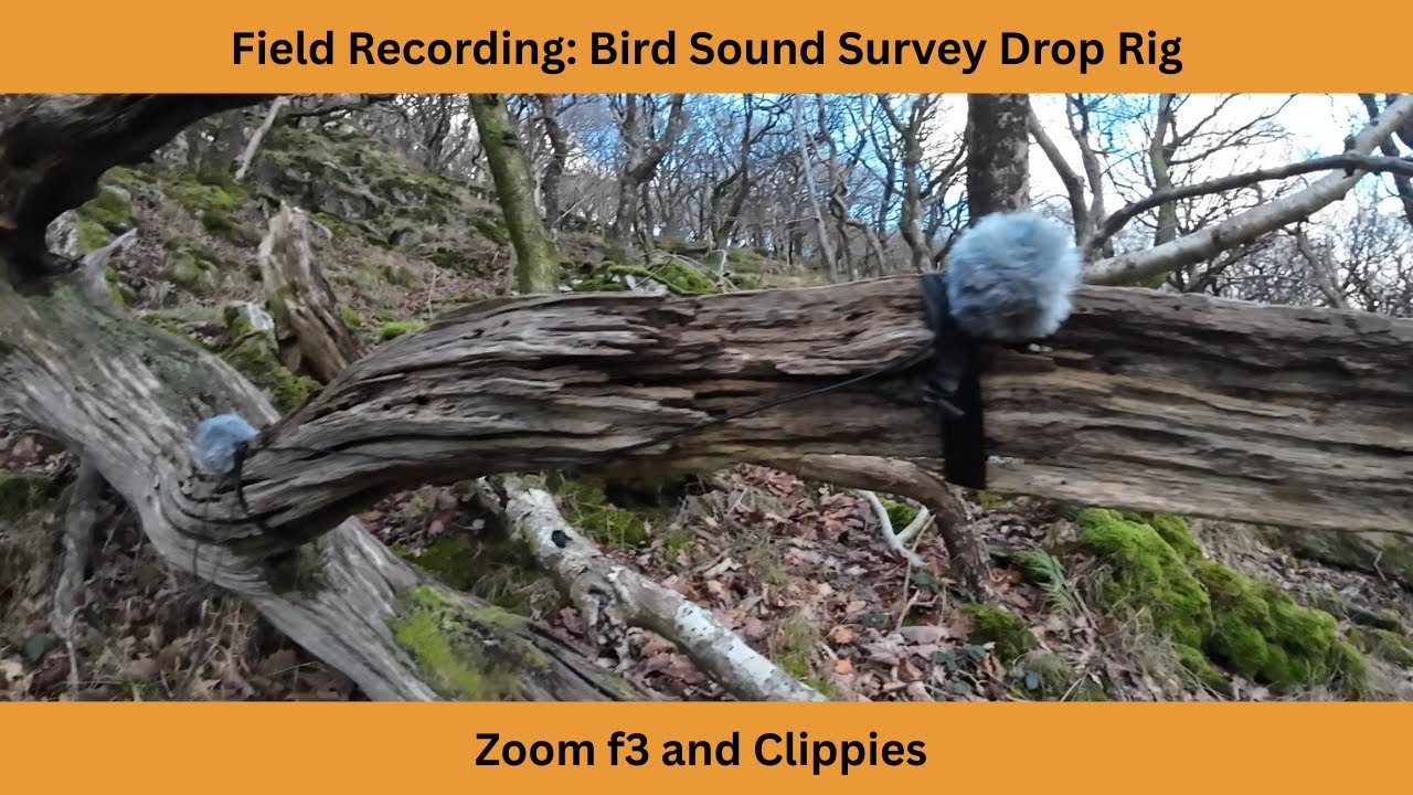 Field Recording with Zoom f3 and Clippie drop rig for a bird sound survey in local woodland 2026