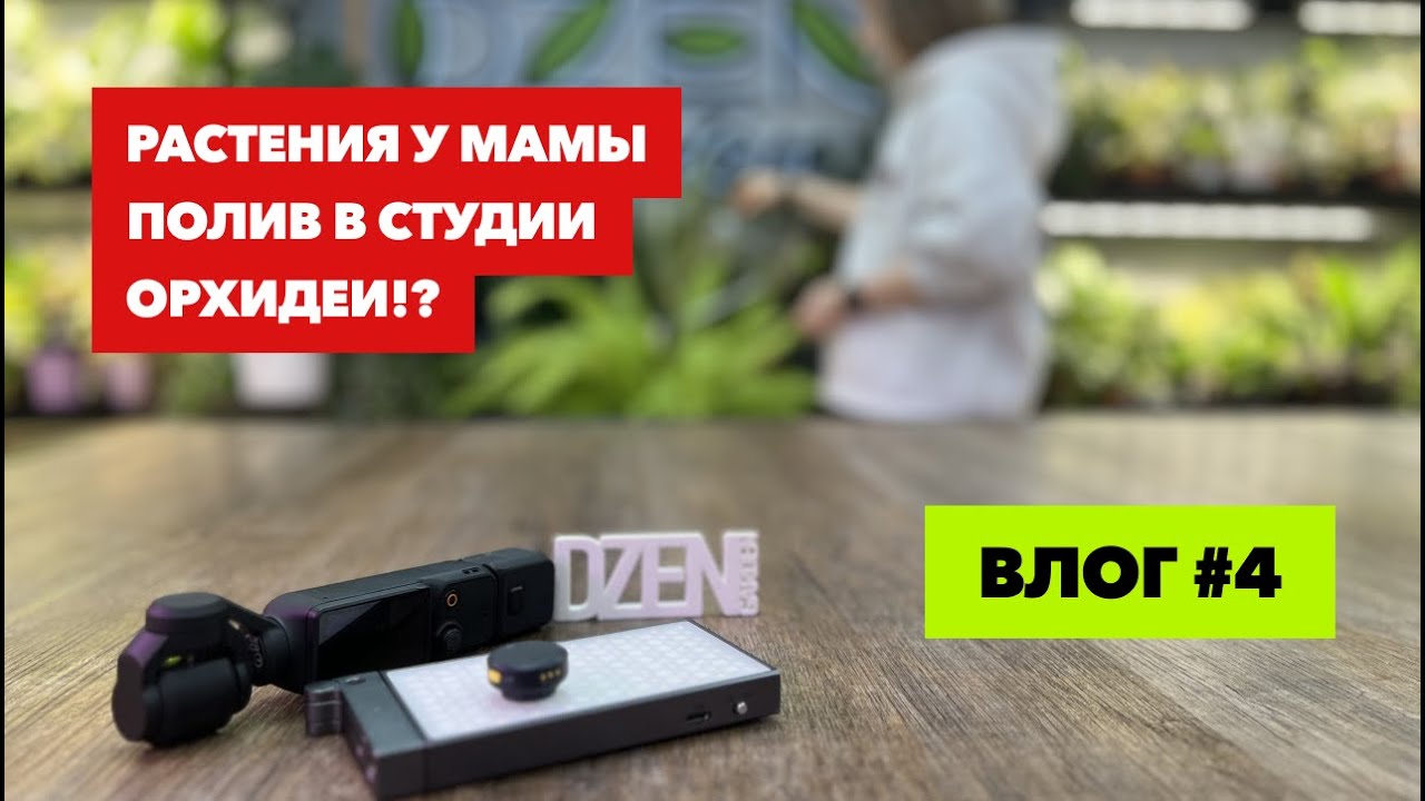 Цветочный влог » Растения у меня и мамы дома » Полив в студии