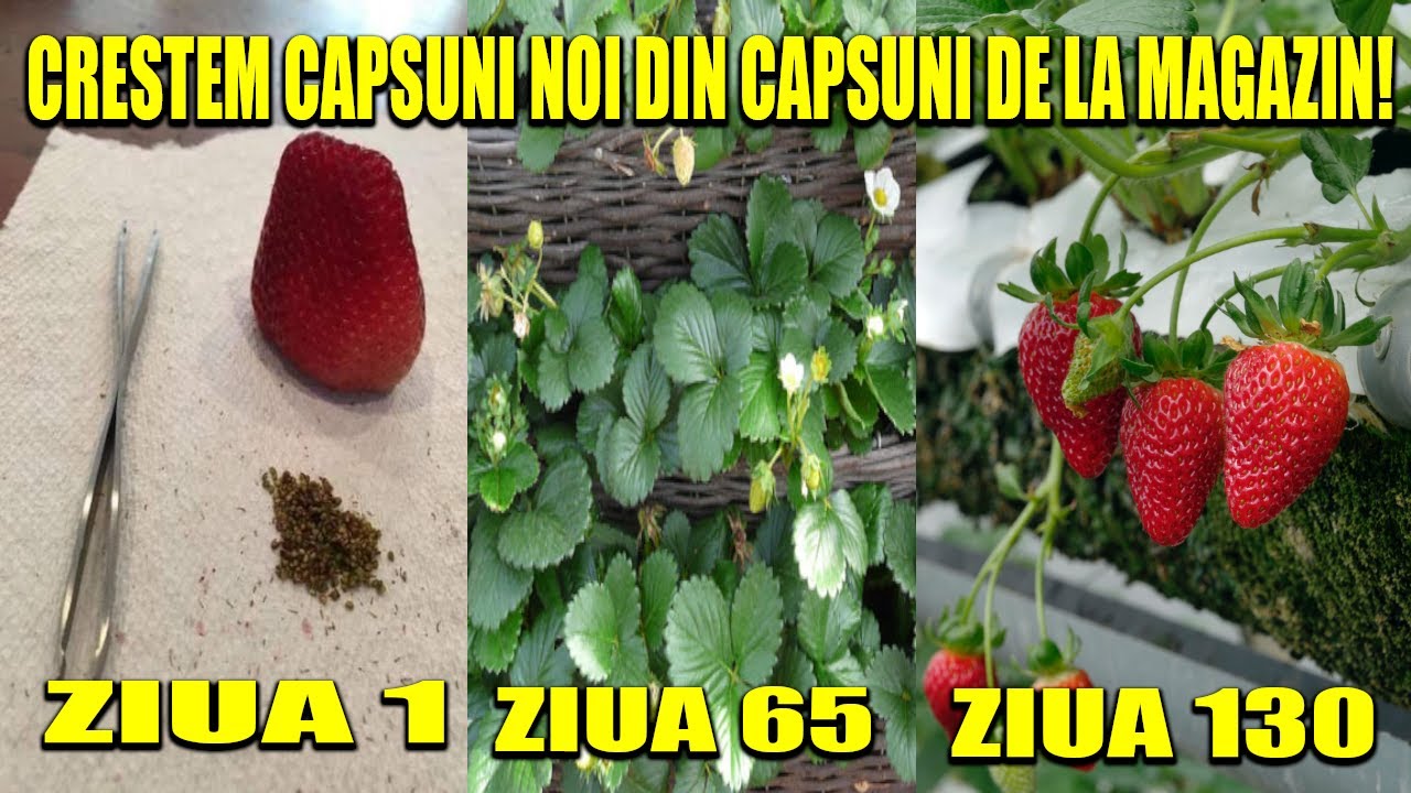 CRESTI CAPSUNI NOI DIN CAPSUNILE DE LA MAGAZIN | INVATA CUM SA CRESTI CAPSUNI DIN SEMINTE
