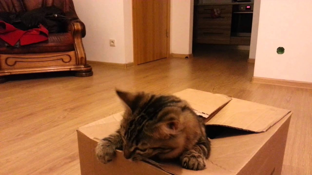 Cat playing with box