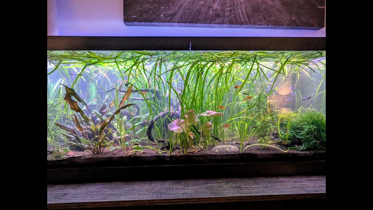 It's the fishroom's world... I'm just livin' in it