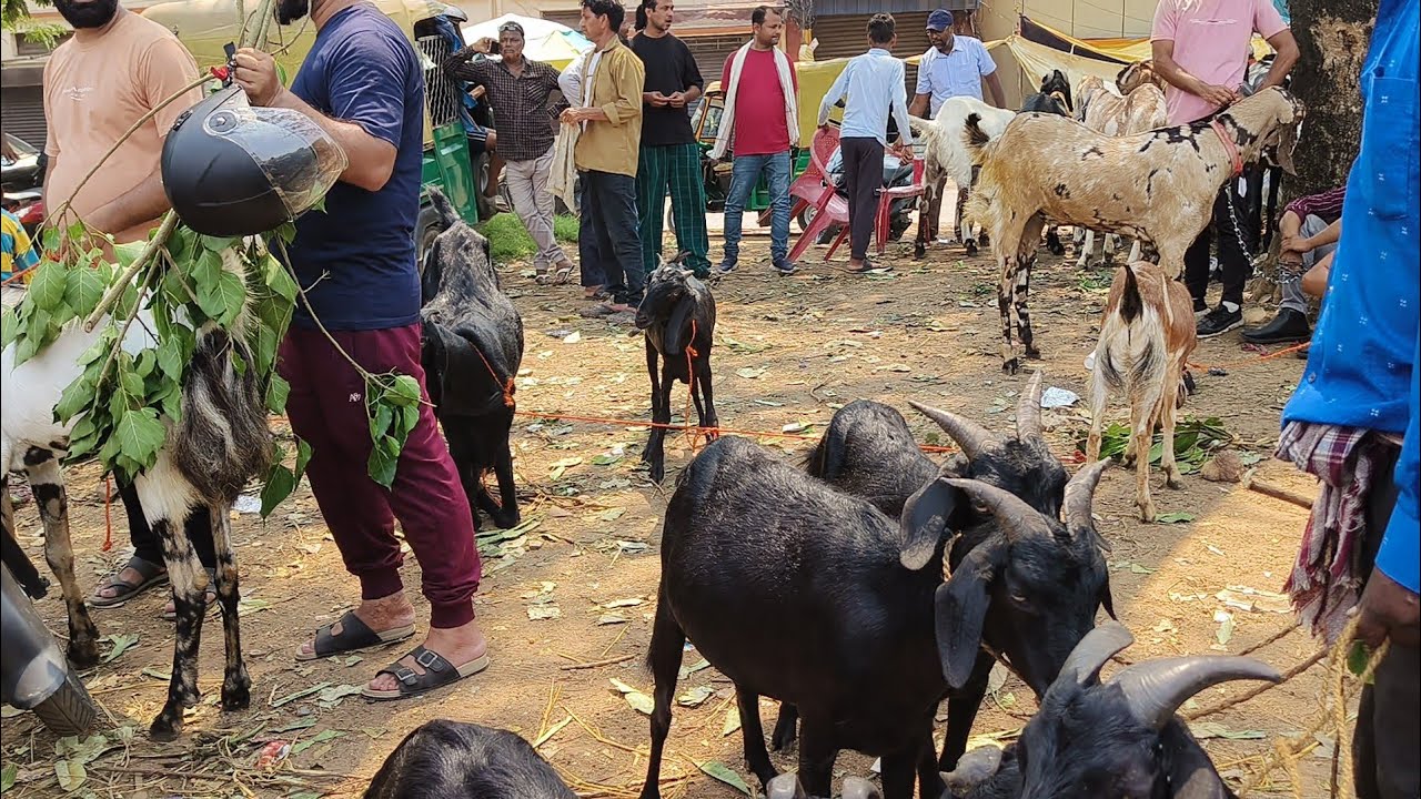 जमशेदपुर का बड़ा बकरा बाजार 2025 | #bakramandi2025 #bakraeid #bakrabazar#jamshedpur