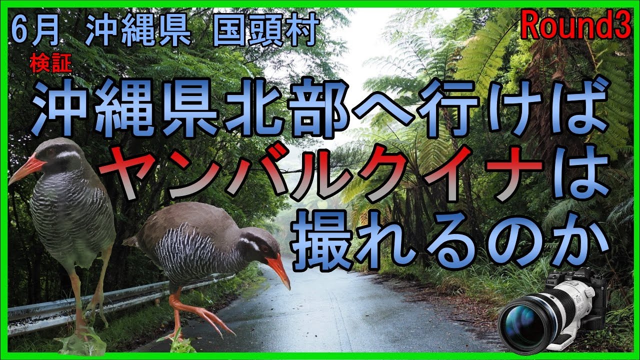 6月 沖縄県北部に行けばヤンバルクイナは撮れるのか　　O-M1　E-M1X　野鳥撮影　探鳥