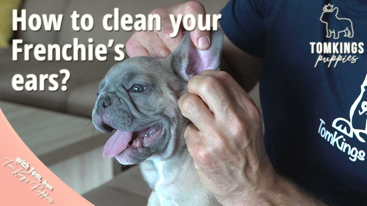 How to clean your Frenchie's ears? - TomKings Puppies