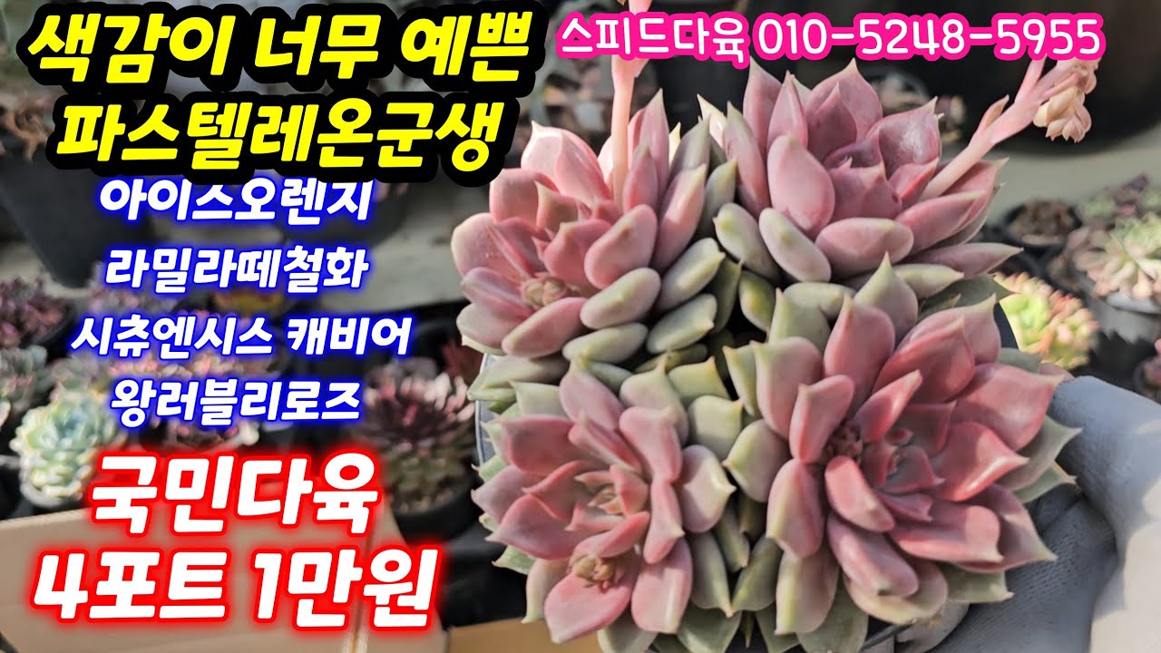 26.3.2 🌹파스텔레온군생부터 신상, 인기쟁이들,  국민다육 4종 1만원소개해요🌹 #스피드다육 010-5248-5955 전국택배가능 유료광고포함 