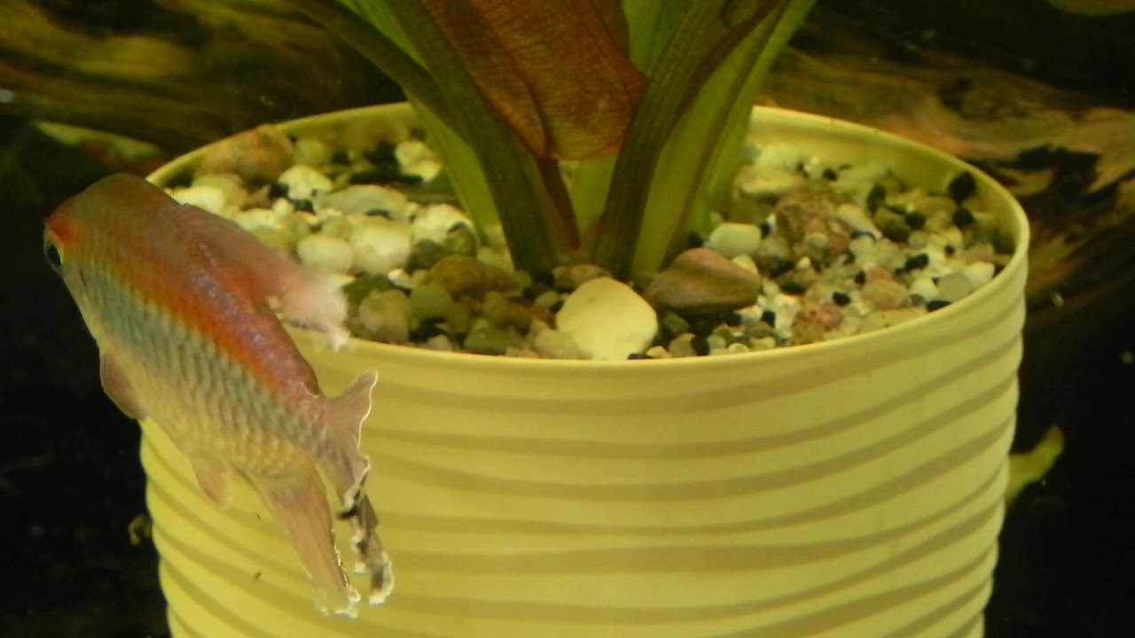 2020. Tarło świecik&oacute;w kongijskich (Phenacogrammus interruptus). Congo tetra spawning