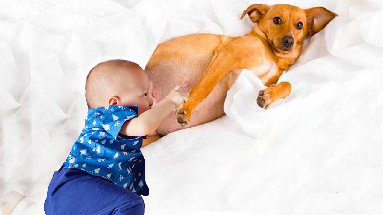 Best Dog Mom Nursing Babies | Dogs Can Take Care Of All Animals