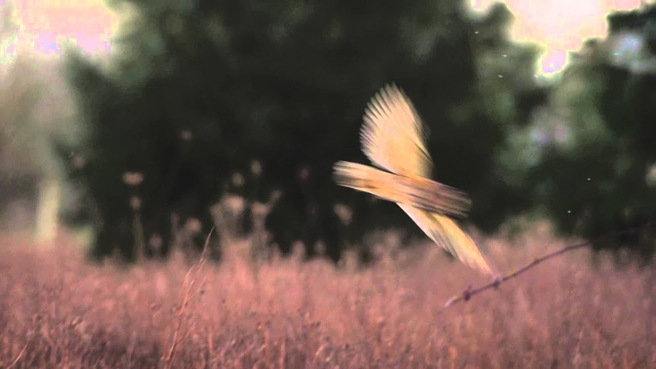 Long-eared Owl Hunting