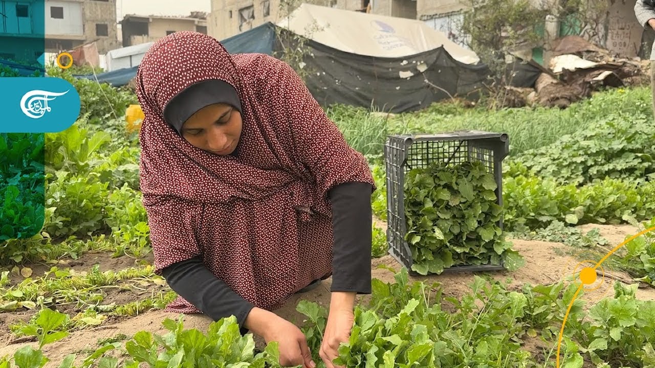 مزارعات غزة يُعلن عوائلهنّ من الأرض في شهر رمضان