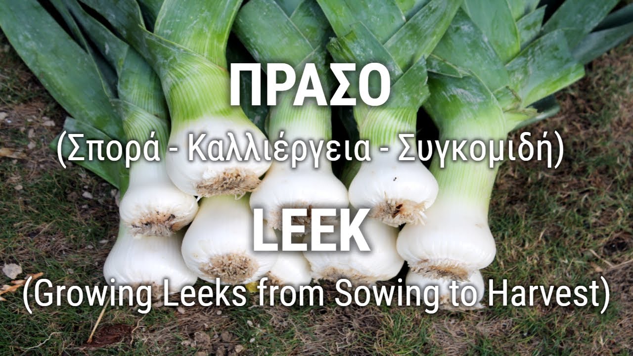 ΠΡΑΣΟ (Σπορά - Καλλιέργεια - Συγκομιδή)