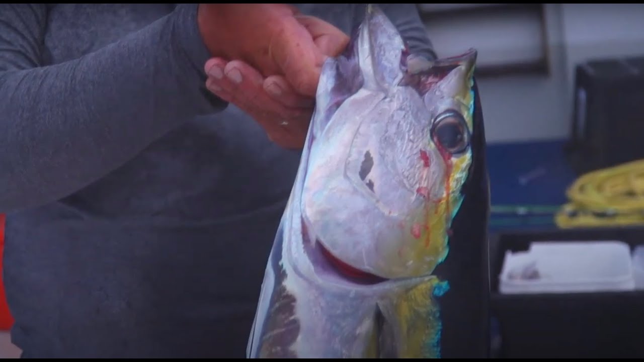 RARO TROLLING (Season 7, episode 6)