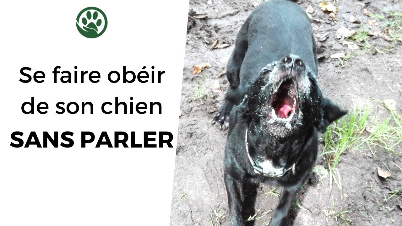 Comment éduquer son chien SANS PARLER : 3 astuces pour vous faire obéir sans utiliser votre voix