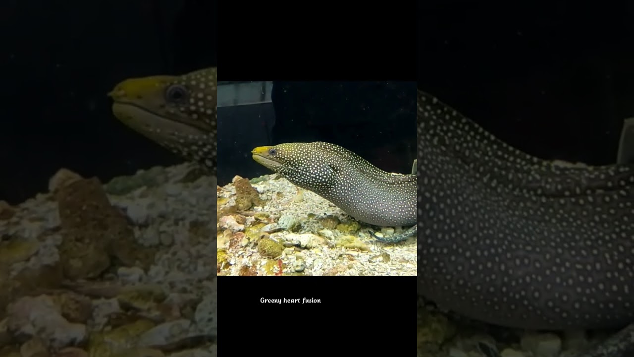 Greeny heart fusion - 🐟Turkey Moray fish🐟