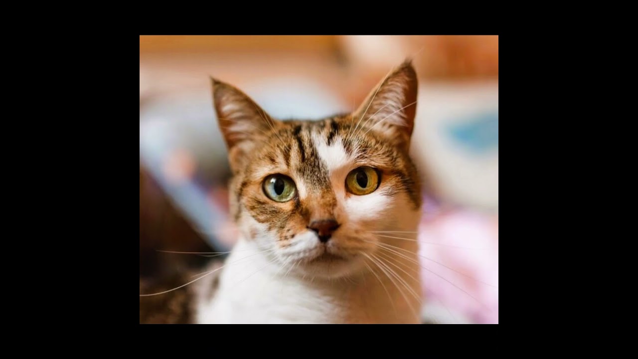 El gato europeo de pelo corto, también conocido como 'gato común'.